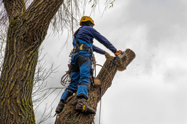 Best Stump Grinding Near Me  in Oil City, PA